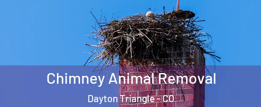 Chimney Animal Removal Dayton Triangle - CO