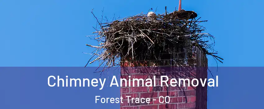 Chimney Animal Removal Forest Trace - CO