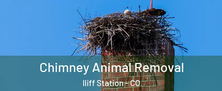 Chimney Animal Removal Iliff Station - CO