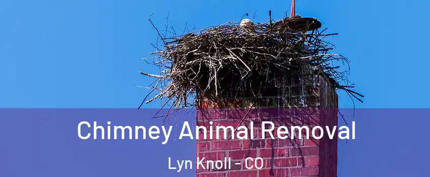 Chimney Animal Removal Lyn Knoll - CO