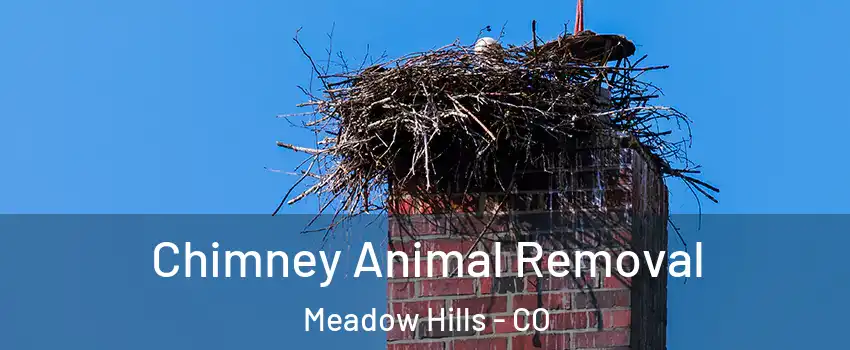 Chimney Animal Removal Meadow Hills - CO