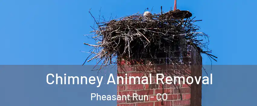 Chimney Animal Removal Pheasant Run - CO