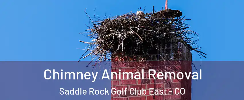 Chimney Animal Removal Saddle Rock Golf Club East - CO