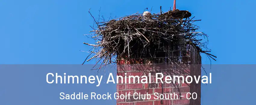 Chimney Animal Removal Saddle Rock Golf Club South - CO