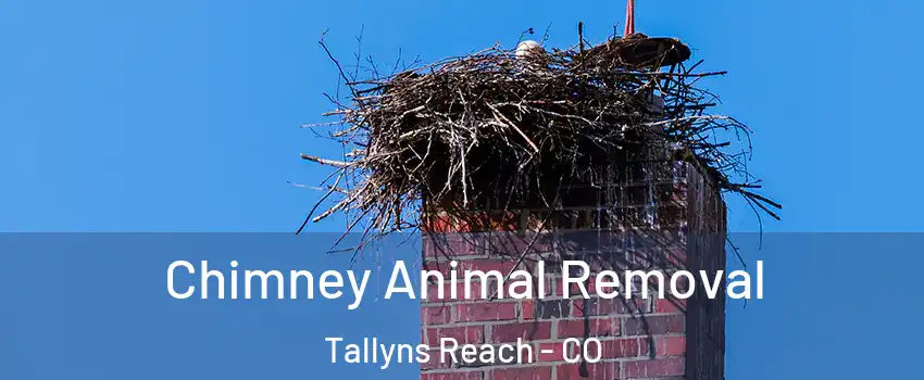 Chimney Animal Removal Tallyns Reach - CO