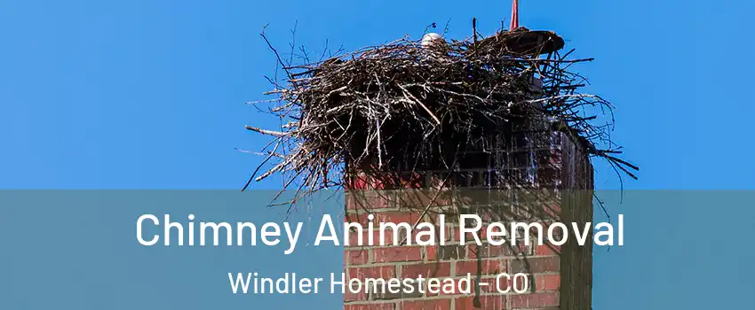 Chimney Animal Removal Windler Homestead - CO